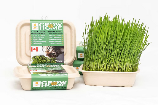 Fog Farms – Wheat Grass Kit For Cats 70g