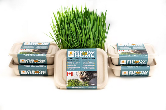 Fog Farms – Oat Grass Kit For Cats