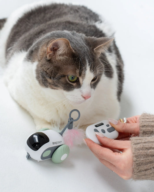 Dexypaws Interactive Toy For Cat, Mouse, Sage Green