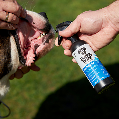 Buddycare™ Antiseptic Dental Spray Suitable for All Pets 6.76 fl oz
