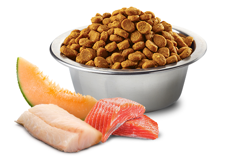 Farmina N&D Ocean Canine Salmon, Cod & Cantaloupe Med/Maxi