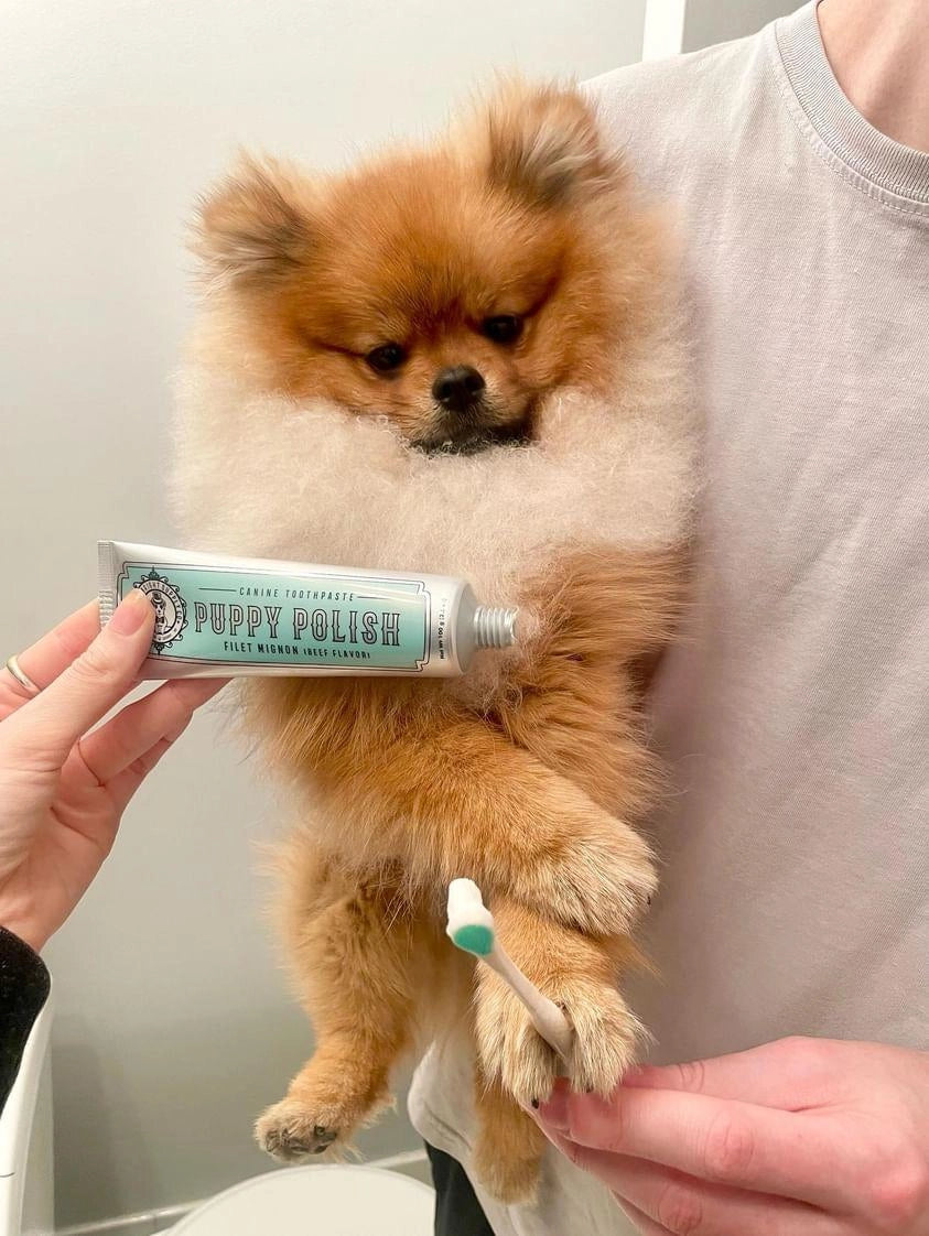 Wag & Bright Puppy Polish Toothpaste - Filet Mignon (Beef)