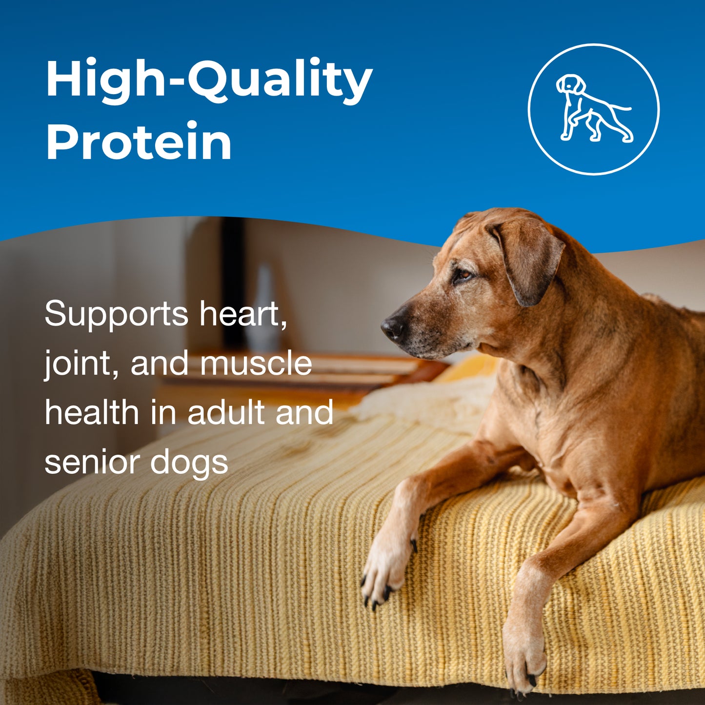 PetAg® Esbilac® Healthy Aging Nutritional Supplement for Adult & Senior Dogs 7 Years+ 14oz