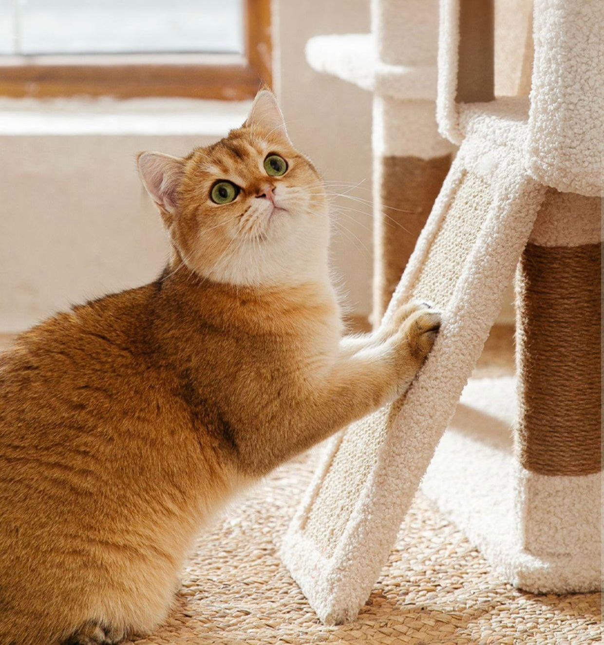 Moni Six Floors Cat Tree