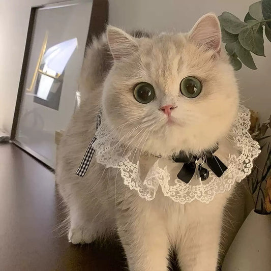 Royal Lace Pet Collar - Black Bow & Bell