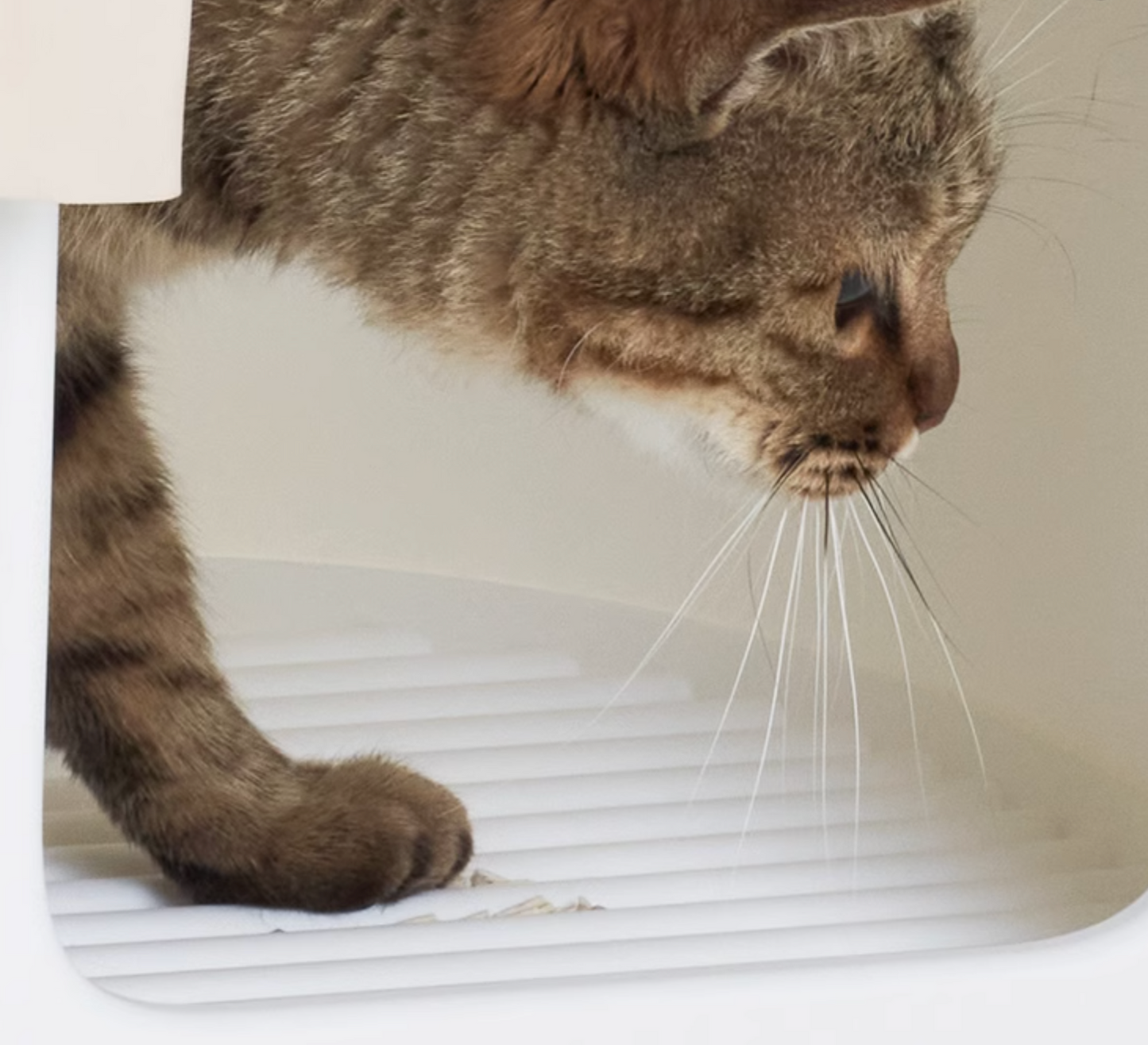 MS Cat Litter Box