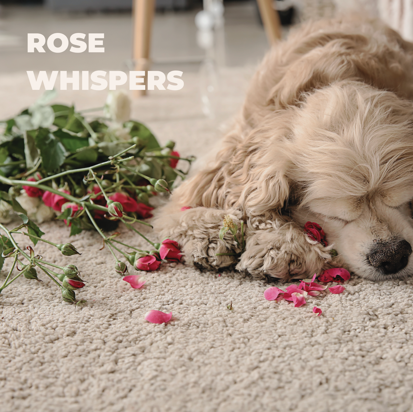 ROOROO MADE - Dog Perfume | ROSE WHISPERS