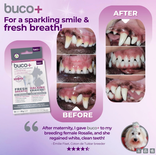 buco+ fresh breath and healthy teeth for cats and dogs 35G